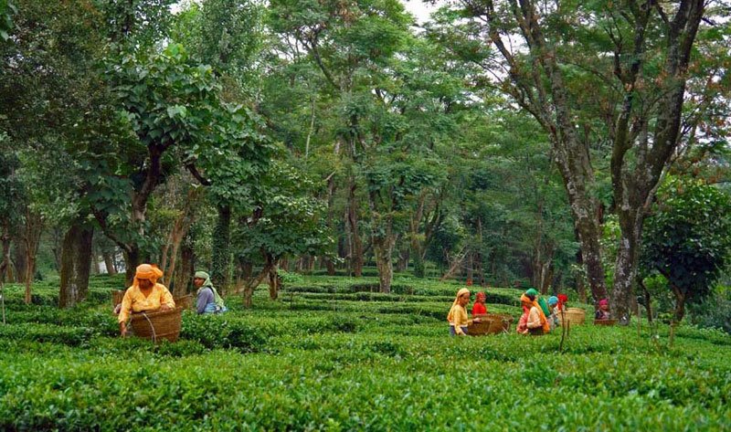 Tea Gardens Palampur - Ketav's Ayush Panchkarma India